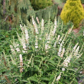 Buddleia 'Miss Pearl' (090230)