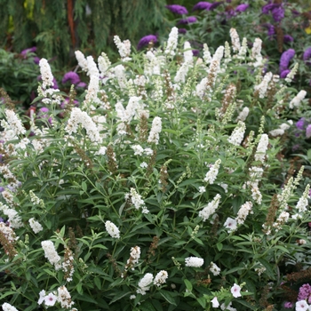 Buddleia 'Miss Pearl' (090232)