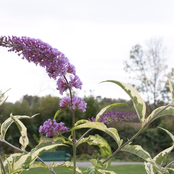 Buddleia 'Summer Skies' (090234)