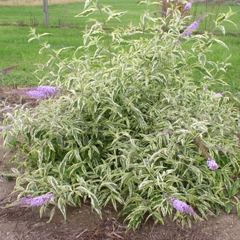 Buddleia 'Summer Skies' (090235)