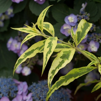 Buddleia 'Summer Skies' (090236)