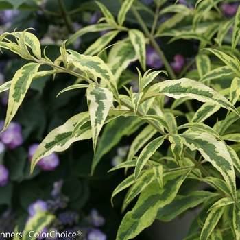 Buddleia 'Summer Skies' (090237)