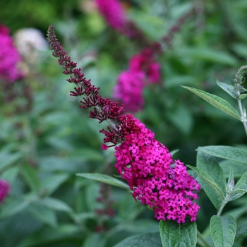 Buddleia 'Miss Molly' (090243)