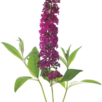 Buddleia 'Miss Molly' (090248)