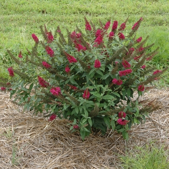 Buddleia 'Miss Molly' (090249)