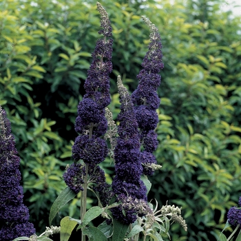 Buddleia davidii English Butterfly™ 'Adonis Blue™' (090252)