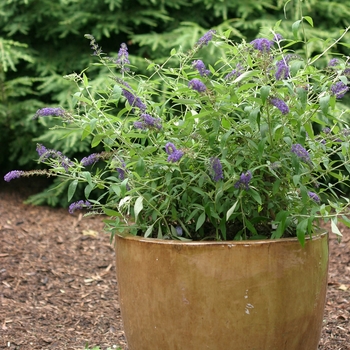 Buddleia davidii English Butterfly™ 'Adonis Blue™' (090253)