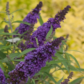 Buddleia davidii English Butterfly™ 'Purple Emperor™' (090258)