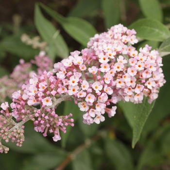 Buddleia 'InSpired Pink®' (090263)