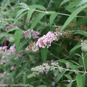 Buddleia 'InSpired Pink®' (090265)