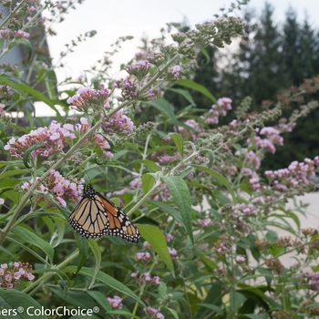 Buddleia 'InSpired Pink®' (090266)