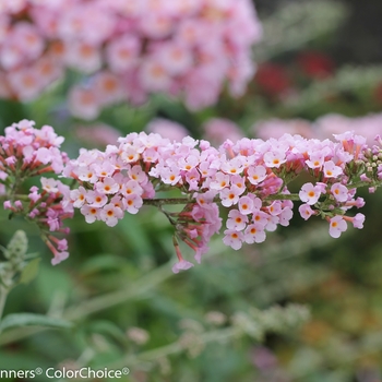 Buddleia 'InSpired Pink®' (090267)