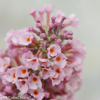 Buddleia 'InSpired Pink®' (090269)