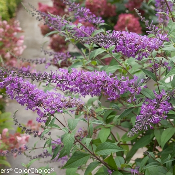 Buddleia 'InSpired Violet™' (090271)