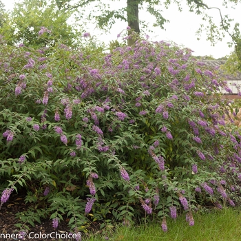 Buddleia 'InSpired Violet™' (090274)