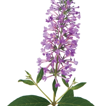 Buddleia 'InSpired Violet™' (090276)