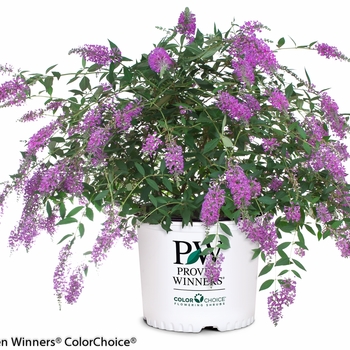 Buddleia 'InSpired Violet™' (090277)