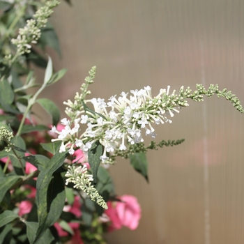 Buddleia 'InSpired White™' (090280)