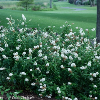 Buddleia 'InSpired White™' (090282)