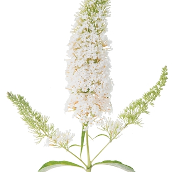 Buddleia 'InSpired White™' (090284)