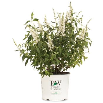 Buddleia 'InSpired White™' (090285)