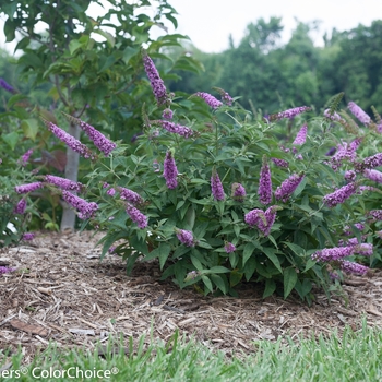 Buddleia Lo & Behold® 'Pink Micro Chip' (090301)