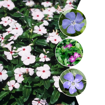 Vinca '' (090529)