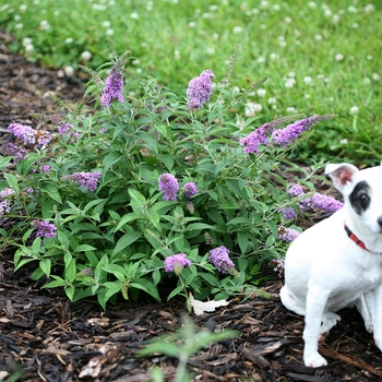 Buddleia Lo & Behold® 'Lilac Chip' (090710)