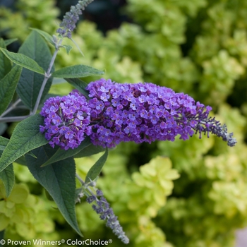 Buddleia Lo & Behold® 'Purple Haze' (090713)