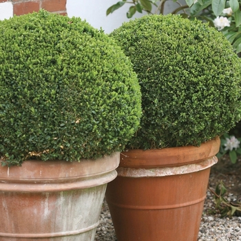 Buxus microphylla 'Sprinter®' (090755)