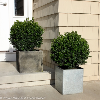 Buxus microphylla 'Sprinter®' (090756)