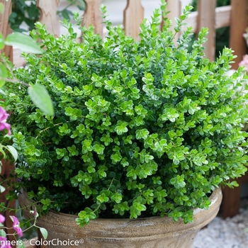 Buxus microphylla 'Sprinter®' (090759)