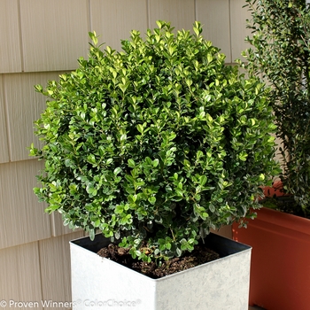 Buxus microphylla 'Sprinter®' (090761)