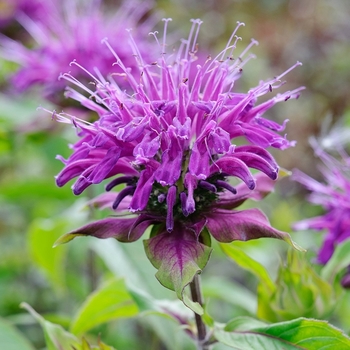 Monarda didyma 'Purple Lace' 