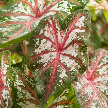 Caladium hortulanum Artful® 'Fire and Ice®' (090924)