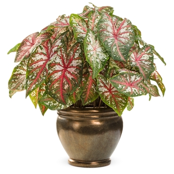 Caladium hortulanum Artful® 'Fire and Ice®' (090925)