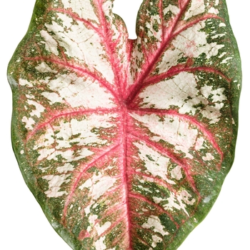 Caladium hortulanum Artful® 'Fire and Ice®' (090929)