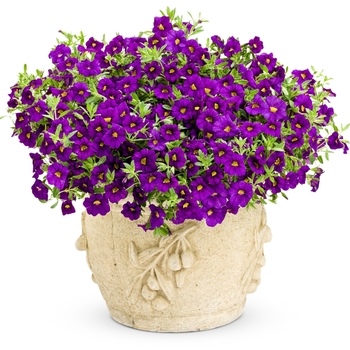 Calibrachoa Superbells® '' (090946)