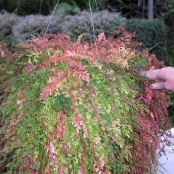 Selaginella uncinata