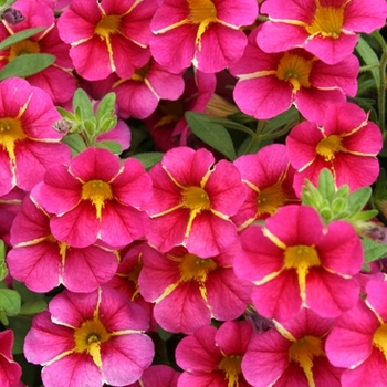 Calibrachoa Superbells® 'Cherry Star' (091010)