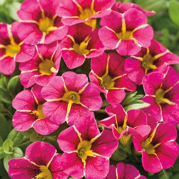 Calibrachoa Superbells® 'Cherry Star' (091011)