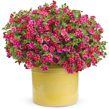 Calibrachoa Superbells® 'Cherry Star' (091012)