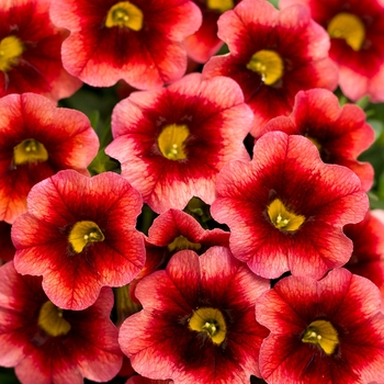 Calibrachoa Superbells® 'Coralberry Punch™' (091023)