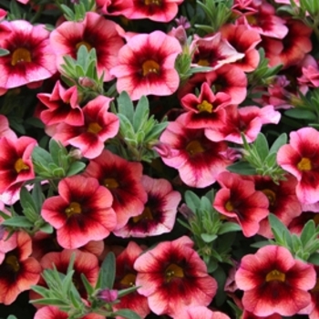 Calibrachoa Superbells® 'Coralberry Punch™' (091024)