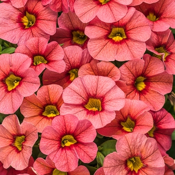 Calibrachoa Superbells® 'Coralina' (091317)