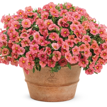 Calibrachoa Superbells® 'Coralina' (091318)