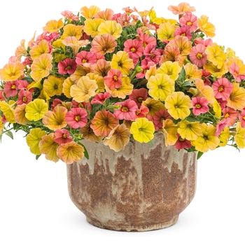 Calibrachoa Superbells® 'Coralina' (091319)