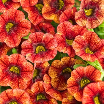 Calibrachoa Superbells® 'Spicy' (091370)