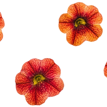 Calibrachoa Superbells® 'Spicy' (091375)