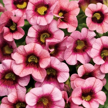 Calibrachoa Superbells® 'Strawberry Punch™' (091379)